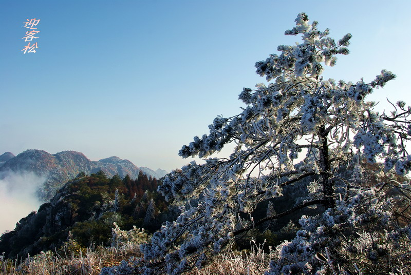 迎客松 摄影 风帆