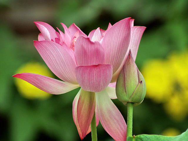 莲花池的莲花 摄影 68西沟人