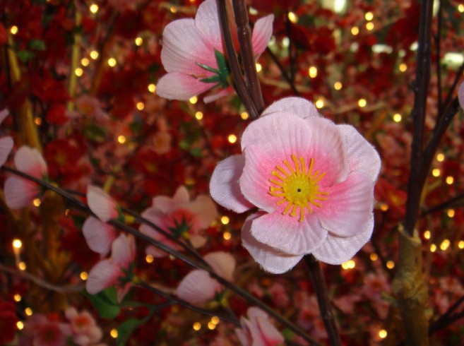 冬日＂桃花＂ 摄影 蓝色矢車菊