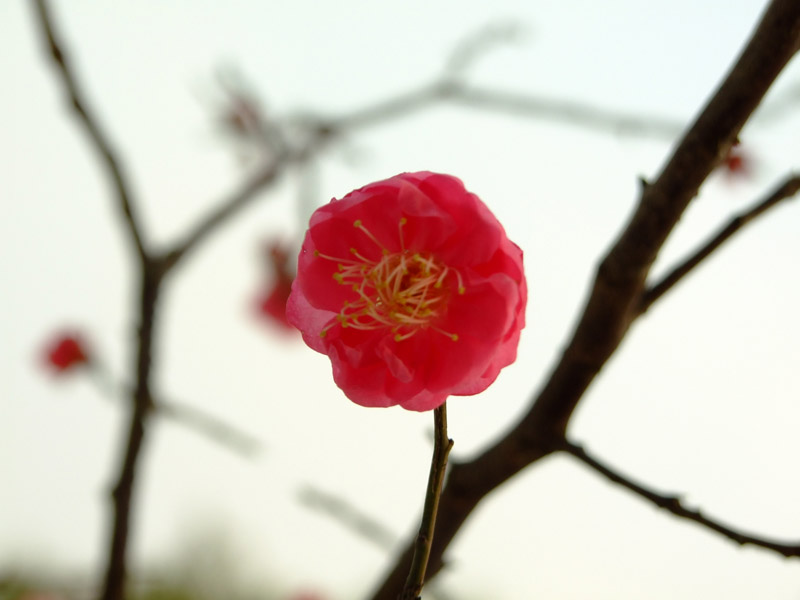 红梅傲雪 摄影 神手快盗