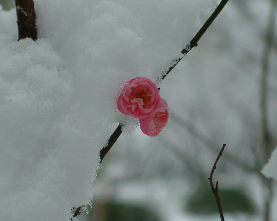 雪中梅 摄影 压边