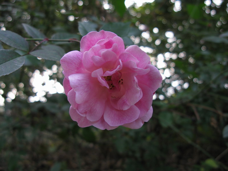 芳华 摄影 夜雨花仙