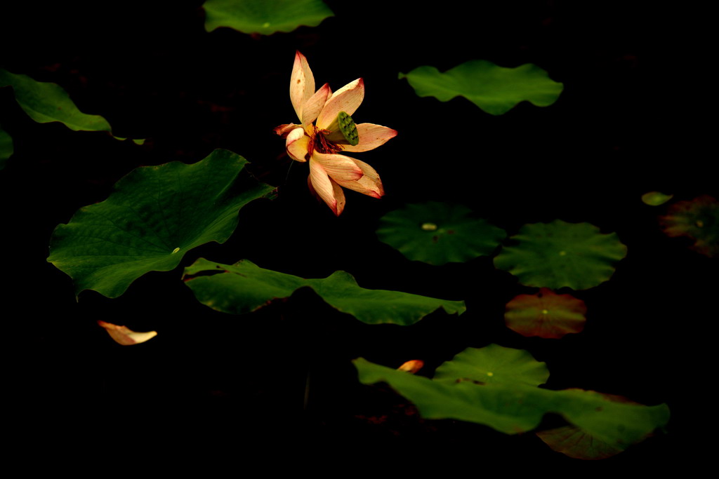 东风乍起 摄影 胡芦