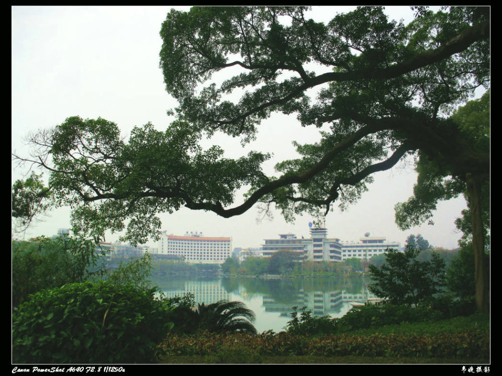 参天榕树下风景独好 摄影 韦婕