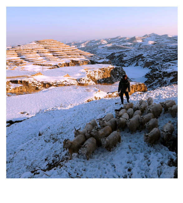 雪原牧歌 摄影 陕北后生