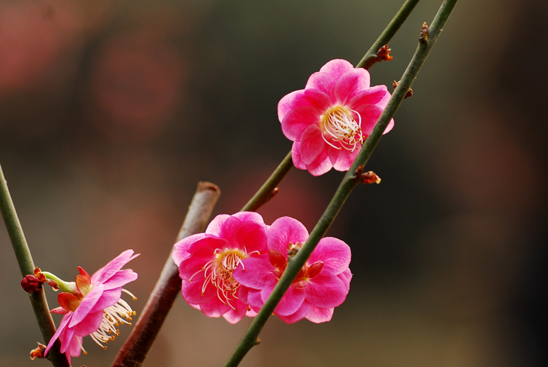 梅花 摄影 掌门