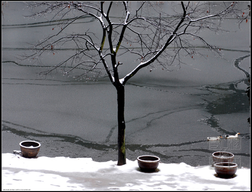 2008`01雪`之一 摄影 半醒堂