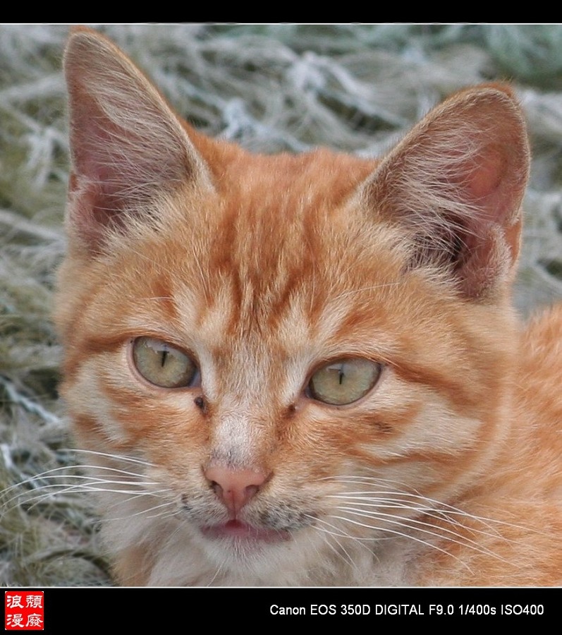 猫眼 摄影 颓废的浪漫