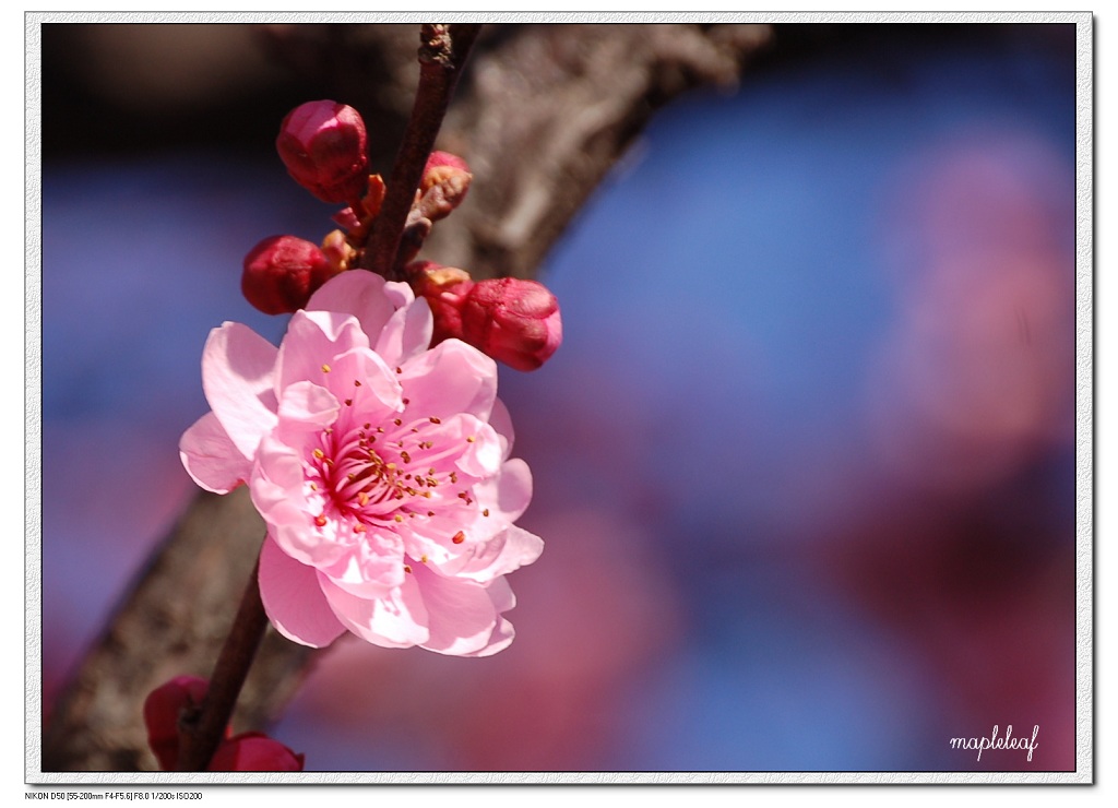 梅花迎春 摄影 枫叶飞舞