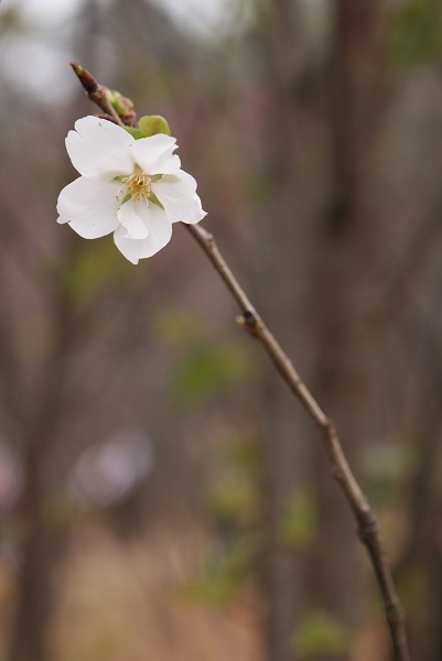 樱花 摄影 番薯