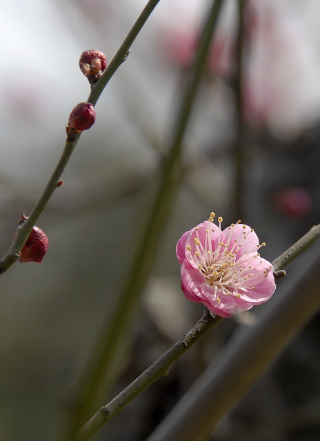 梅花 摄影 Shinda