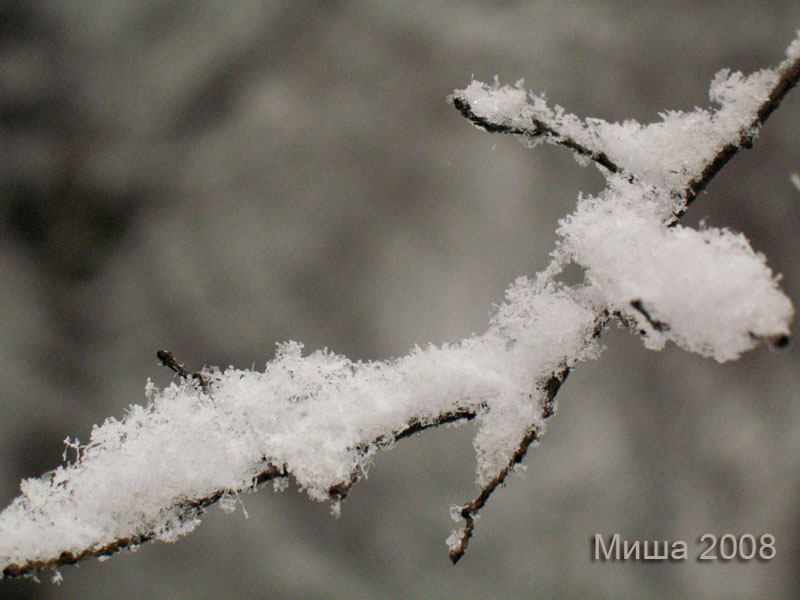 春雪 摄影 misha