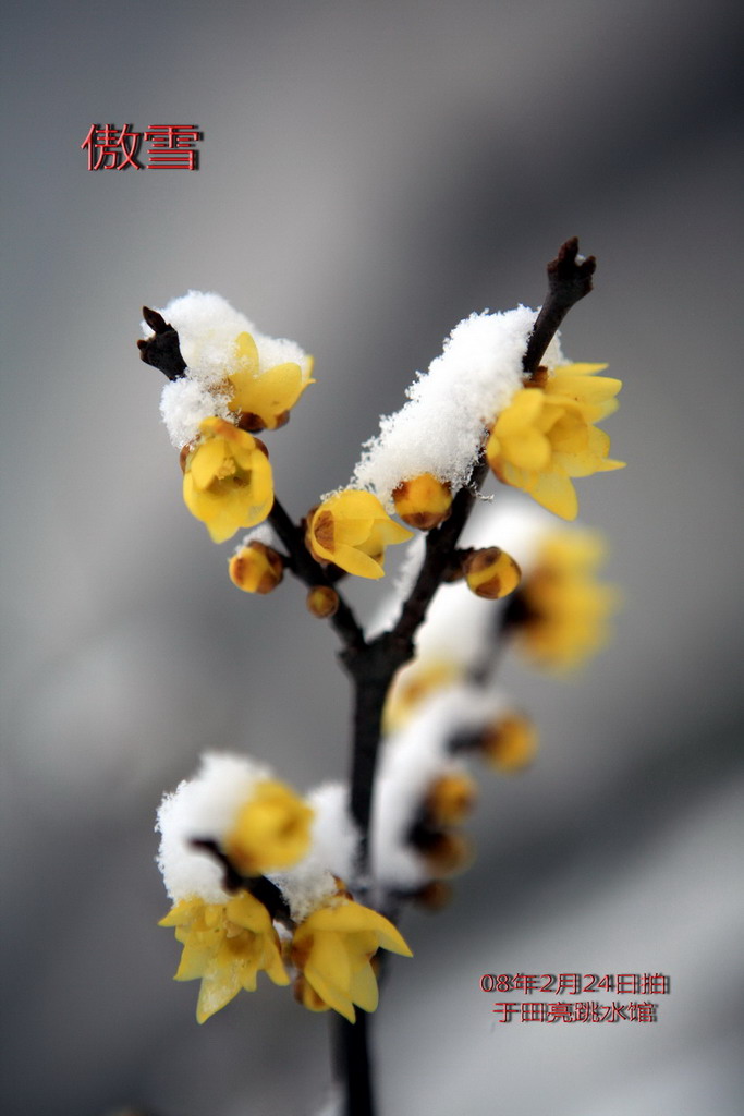 傲雪 摄影 guanmu