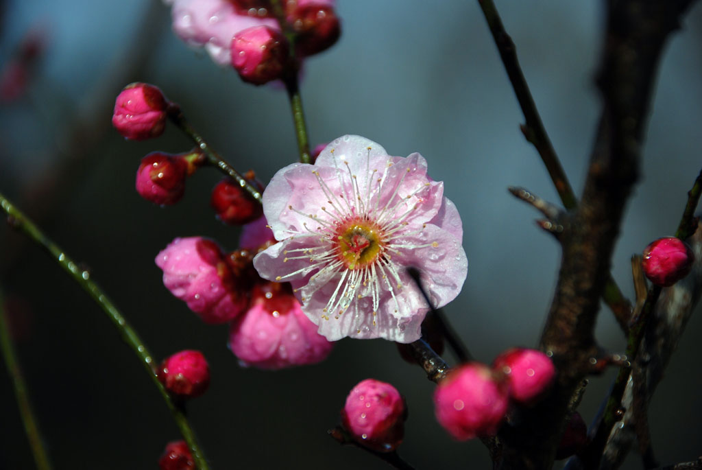 梅花2 摄影 非常道