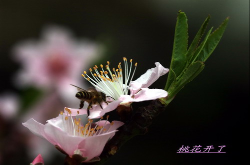 桃花 摄影 峡山