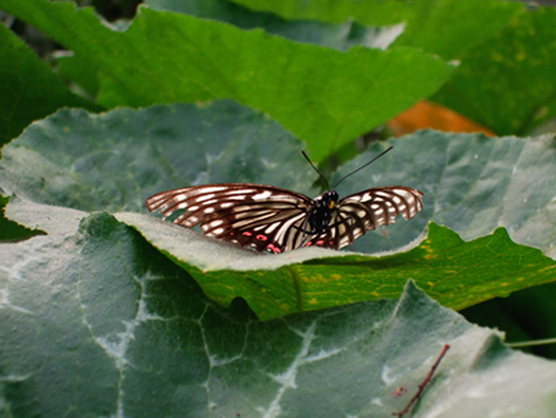 butterfly 摄影 榴莲香水