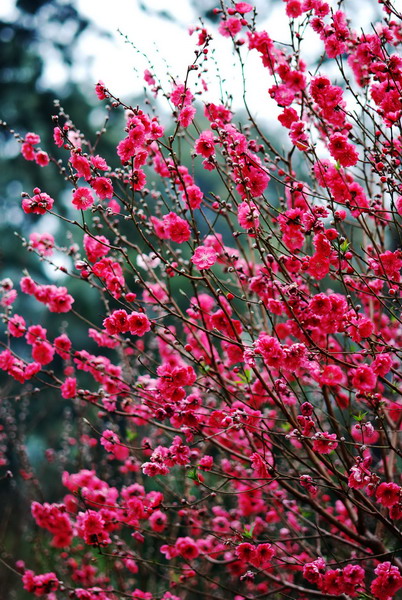 春暖桃花开 摄影 ecnwbbb