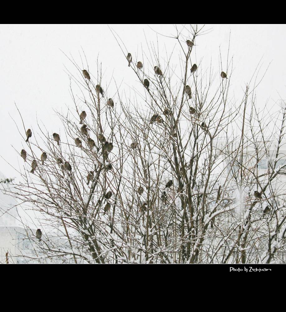 雪——雀之栖 摄影 紫杜鹃