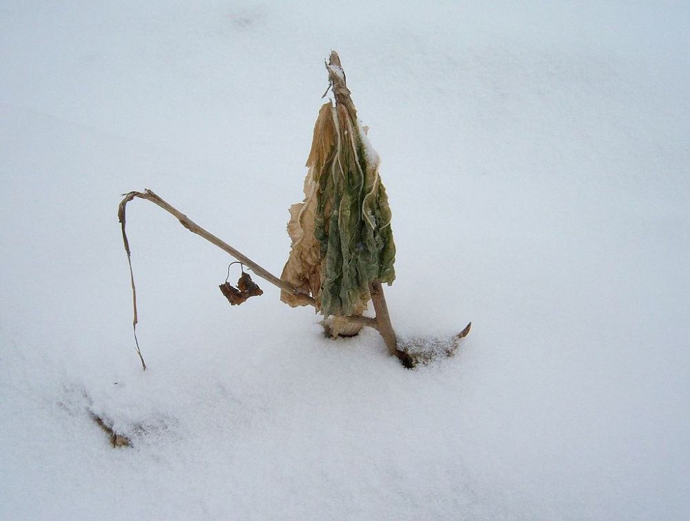 孤舟蓑笠翁，独钓寒江雪 摄影 三叶