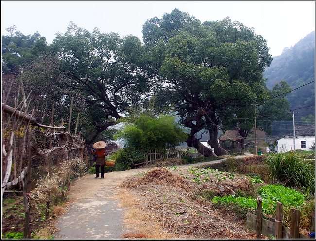 婺源深秋---村前小景 摄影 风影之韵