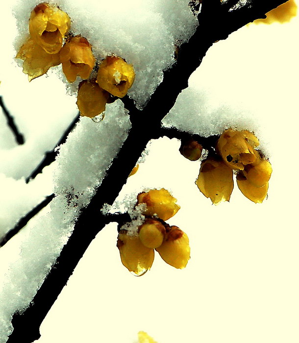 08年雪景图（6） 摄影 桐乡老年大学