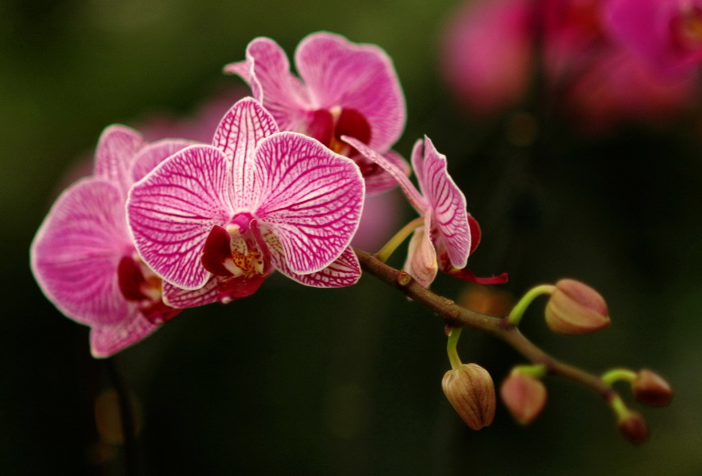 兰花花 摄影 佛手