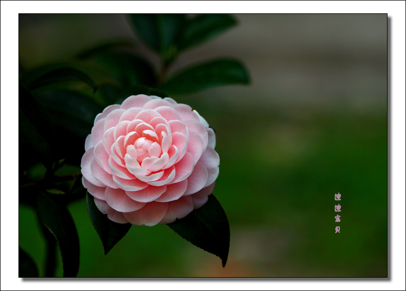 茶花 摄影 迪迪宝贝