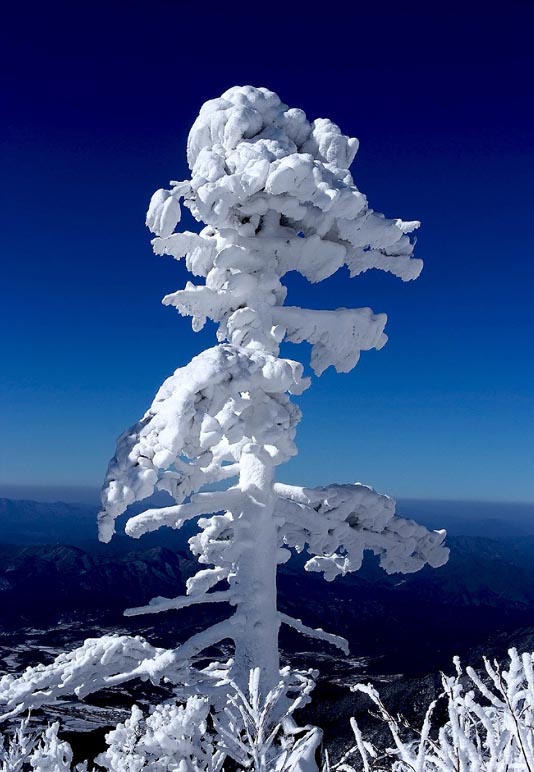 美丽雪景 摄影 天山雪狼