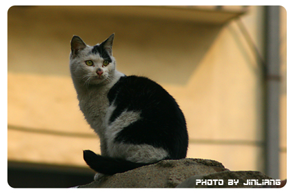 花猫 摄影 冰岛渔夫