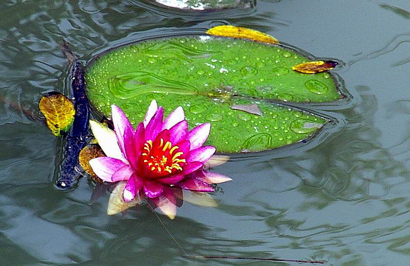 花 摄影 一路