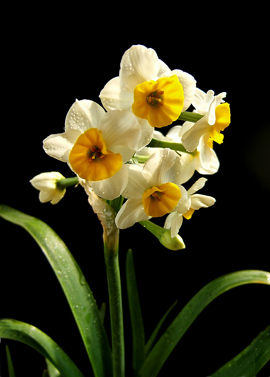 花团锦簇 摄影 gaoli