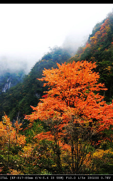 峡谷红叶 摄影 zhangtow