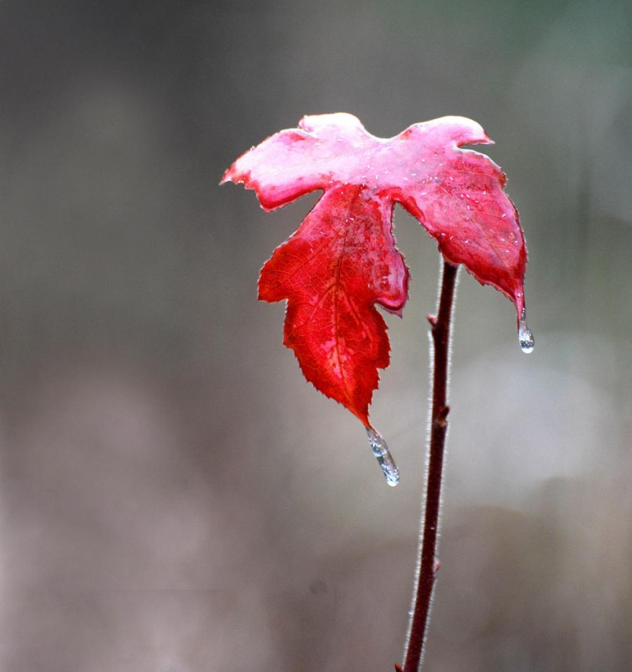 冰雪能冻结红热的心吗？ 摄影 古月雪音