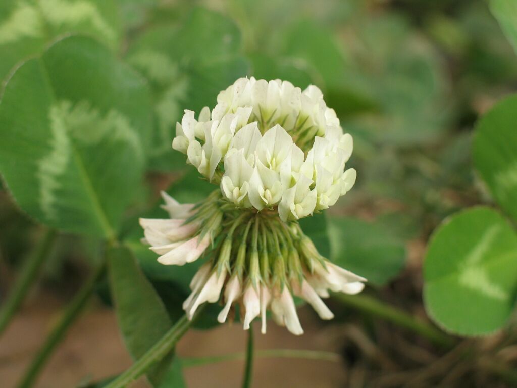 小花 摄影 zhaofei