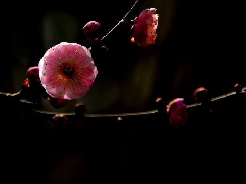 花好月圆 摄影 Shinda