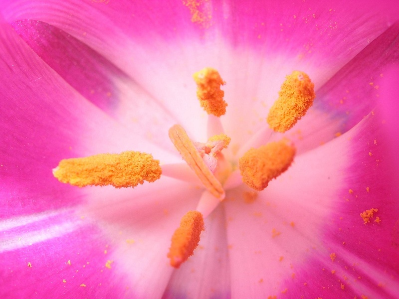 花 非花 摄影 陆地巡洋舰