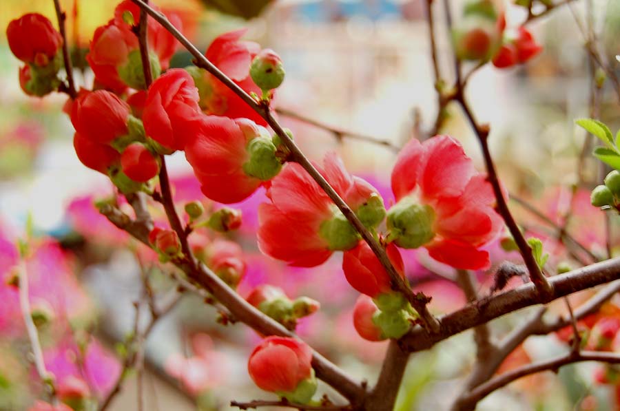 花枝后面看过来 摄影 巴虎邨人