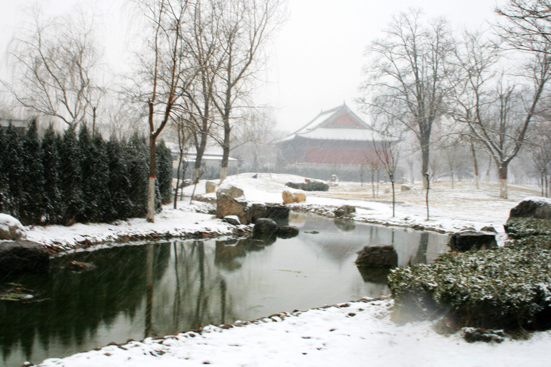 阳春飞雪 摄影 拍山摄氺