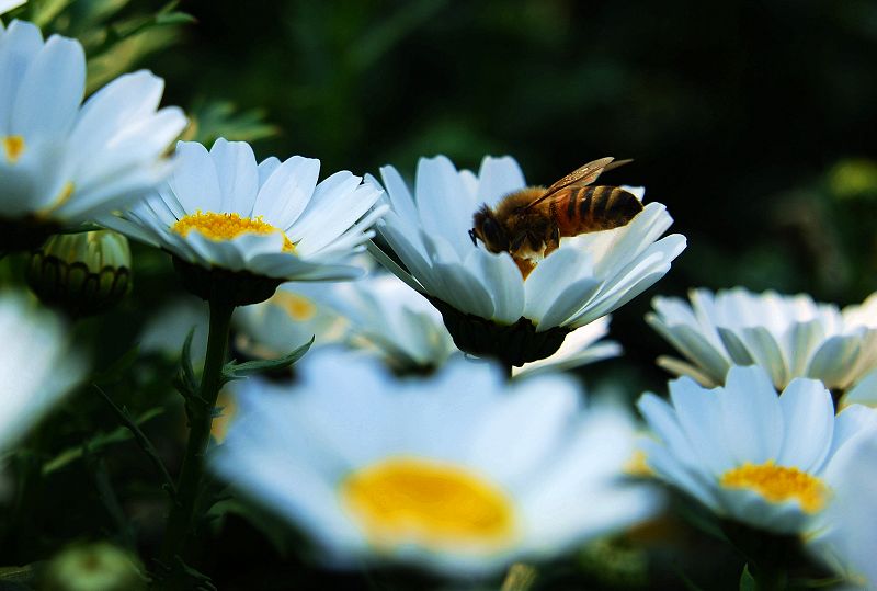 蜂与花 摄影 蜗牛GG