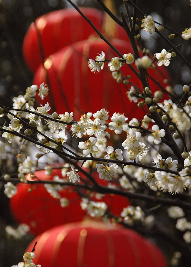 梅花闹元霄 摄影 老小无欺