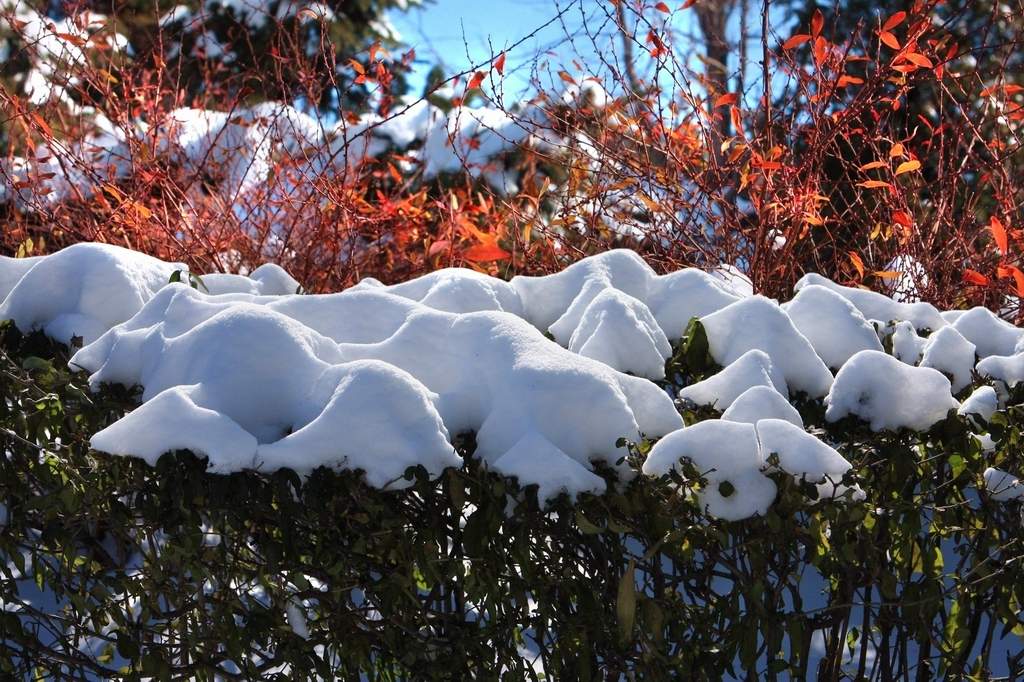 小雪 摄影 炉火纯青