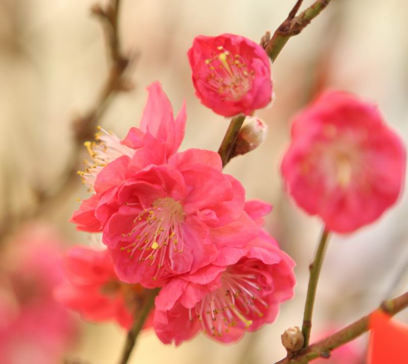 桃花 摄影 三石口