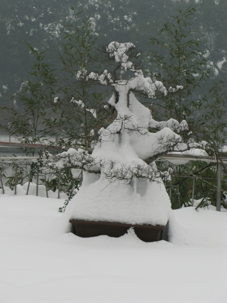 雪中盆景 摄影 宏菲