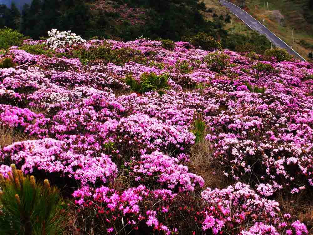 百草坡小索码花 摄影 曲木子撒