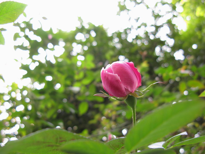 向往春光 摄影 夜雨花仙