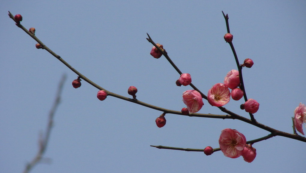 花枝招展 摄影 草鞋底