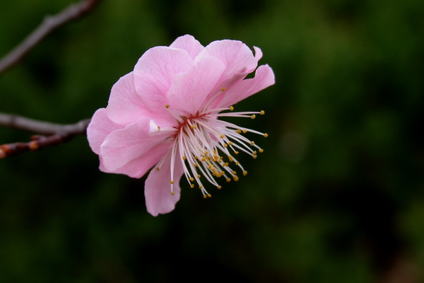 梅花 摄影 聊斋