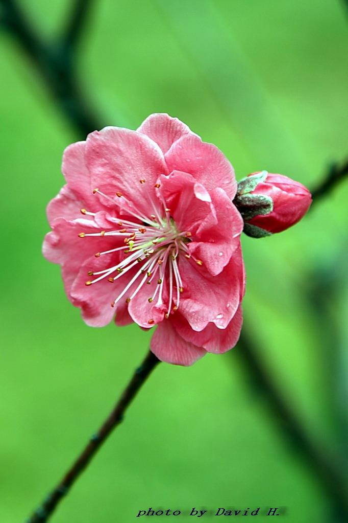 桃花舞春风 摄影 黄大为