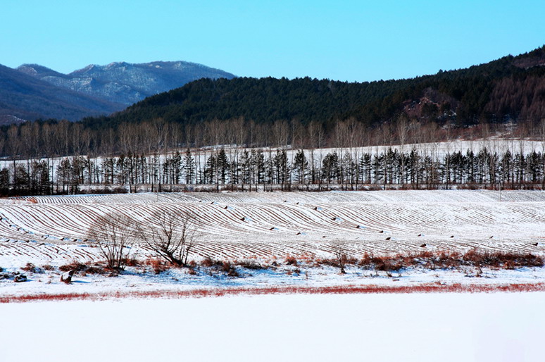 故乡的土地 摄影 龙江雪