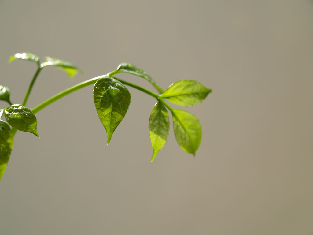 新芽 摄影 沉默年代